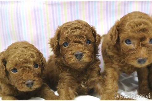 成約済の山梨県のトイプードル-195395の4枚目